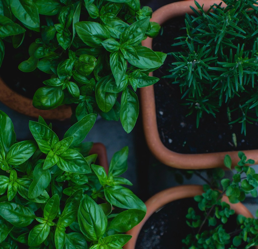 Ce sunt ierburile aromatice?